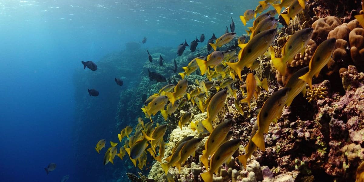 elphinstone reef in egypt from instaglobalvisa