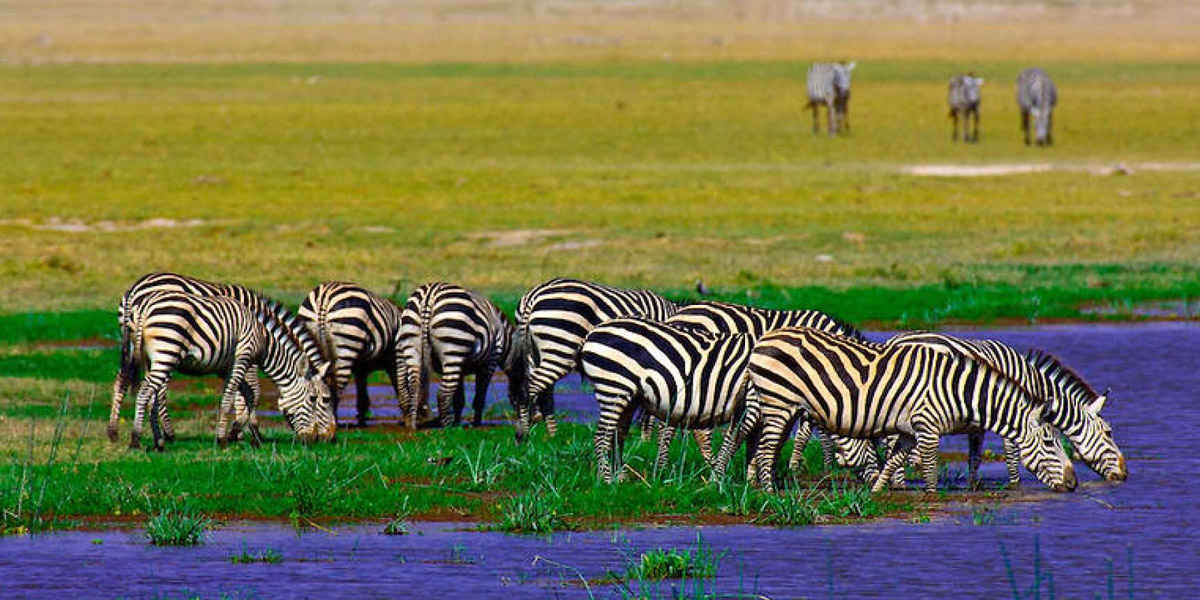 amboseli national park wildlife safaris in kenya