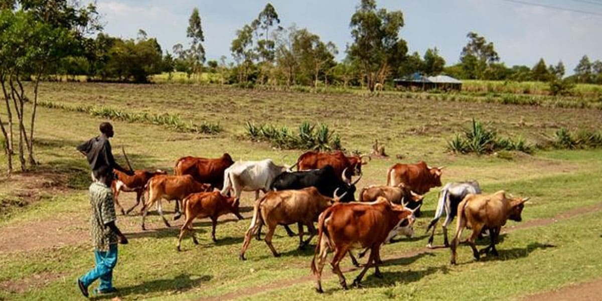 cattle and livestock from instaglobalvisa