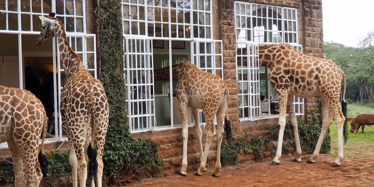 giraffe manorlake wildlife safaris n kenya