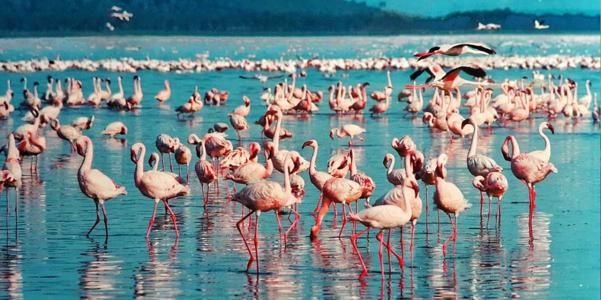 lake nakuru national park wildlife safaris in kenya