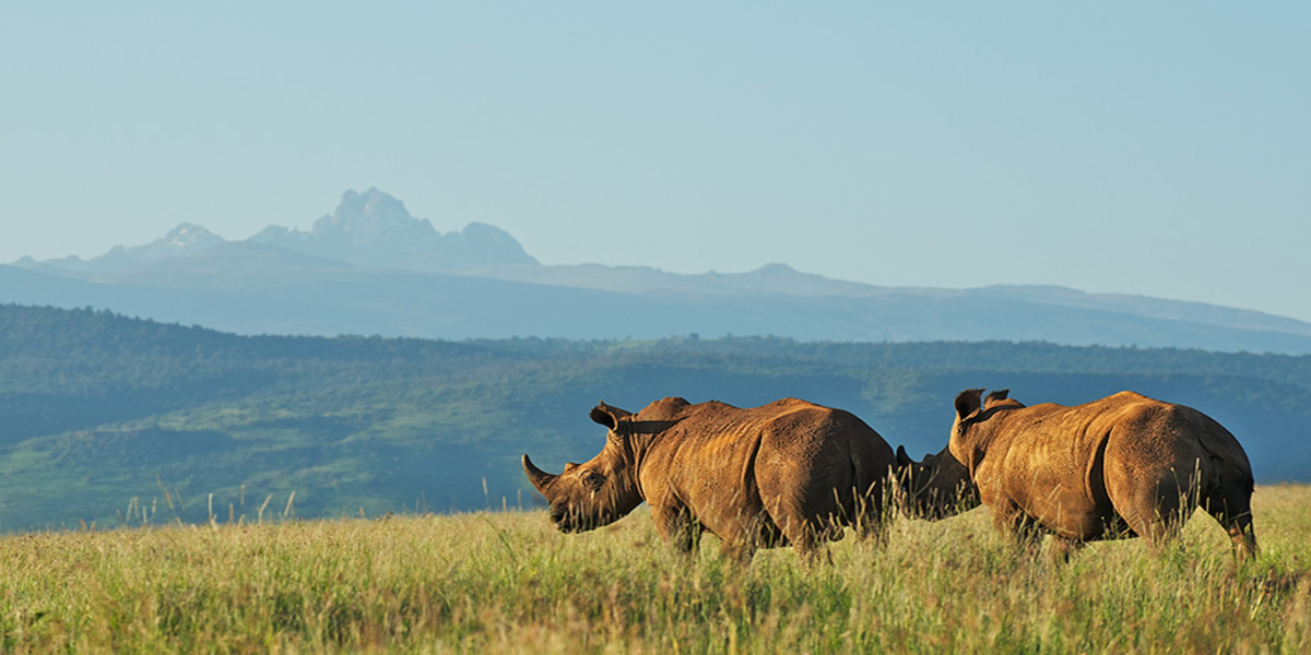 mount kenya national park wildlife safaris in kenya