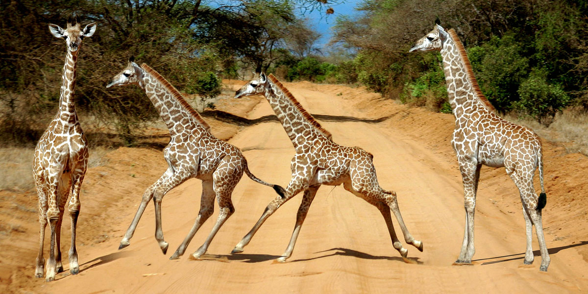 the tsavo east and tsavo west national parks wildlife safaris in kenya