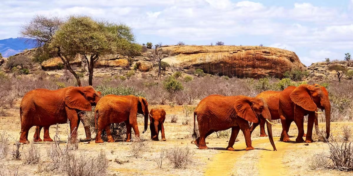tsavo national park in kenya from instaglobalvisa