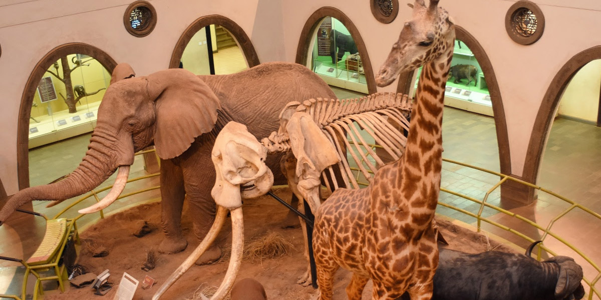 visit the nairobi national museum add in your kenya bucket list